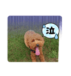 マギちゃんちの ちょび太（個別スタンプ：13）
