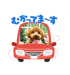 マギちゃんちの ちょび太（個別スタンプ：15）