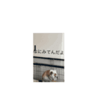 犬のすべて（個別スタンプ：3）