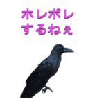 江戸っ子なカラス3ーBIG（個別スタンプ：35）