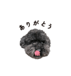 関西弁の黒トイプー（個別スタンプ：3）