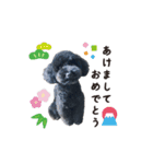関西弁の黒トイプー（個別スタンプ：24）