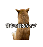 愛犬”胡桃”の日常で使えるスタンプ（個別スタンプ：16）