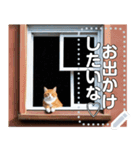 【毎日使える】窓の外を見るネコ（個別スタンプ：7）