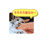 Aさんちの猫（個別スタンプ：4）