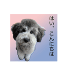 うちの子 モア【1】（個別スタンプ：4）