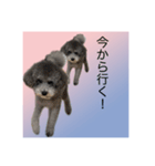 うちの子 モア【1】（個別スタンプ：8）