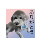 うちの子 モア【1】（個別スタンプ：13）
