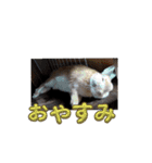 うさぎのぽかちゃんスタンプ（個別スタンプ：6）