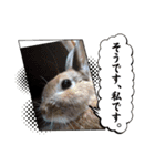 うさぎのぽかちゃんスタンプ（個別スタンプ：8）