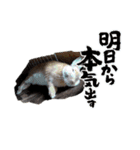 うさぎのぽかちゃんスタンプ（個別スタンプ：9）
