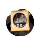 うさぎのぽかちゃんスタンプ（個別スタンプ：10）