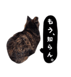 イライラりったん(猫)（個別スタンプ：4）