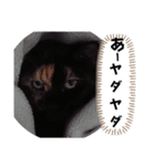 イライラりったん(猫)（個別スタンプ：13）