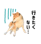 柴犬ももと猫の天空（個別スタンプ：6）