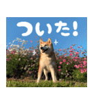 柴犬ももと猫の天空（個別スタンプ：11）