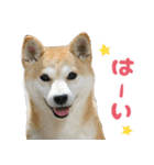 柴犬ももと猫の天空（個別スタンプ：14）