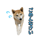 柴犬ももと猫の天空（個別スタンプ：26）