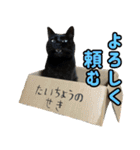 柴犬ももと猫の天空（個別スタンプ：28）