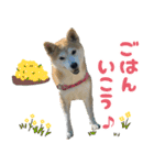 柴犬ももと猫の天空（個別スタンプ：33）