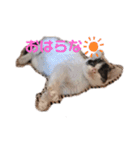 ピリオハナスタンプ2（Yver.）（個別スタンプ：1）