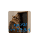 クルミさんの韓国語スタンプ2（個別スタンプ：11）