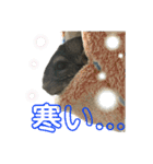 チンチラのおはぎくん まとめ1（個別スタンプ：6）