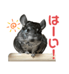チンチラのおはぎくん まとめ1（個別スタンプ：8）
