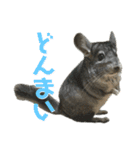 チンチラのおはぎくん まとめ1（個別スタンプ：10）