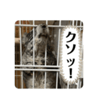 チンチラのおはぎくん まとめ1（個別スタンプ：11）