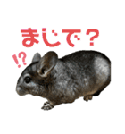 チンチラのおはぎくん まとめ1（個別スタンプ：12）