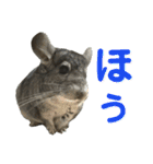 チンチラのおはぎくん まとめ1（個別スタンプ：13）
