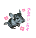 チンチラのおはぎくん まとめ1（個別スタンプ：22）