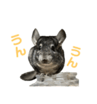チンチラのおはぎくん まとめ1（個別スタンプ：23）