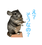 チンチラのおはぎくん まとめ1（個別スタンプ：26）