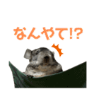 チンチラのおはぎくん まとめ1（個別スタンプ：28）