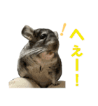 チンチラのおはぎくん まとめ1（個別スタンプ：33）