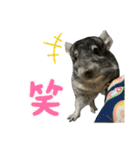 チンチラのおはぎくん まとめ1（個別スタンプ：37）