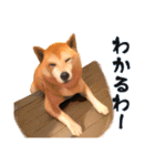 柴犬ちゃっぴー2（個別スタンプ：2）