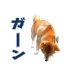 柴犬ちゃっぴー2（個別スタンプ：9）