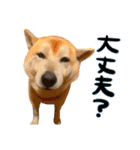 柴犬ちゃっぴー2（個別スタンプ：10）