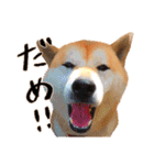 柴犬ちゃっぴー2（個別スタンプ：13）