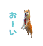 柴犬ちゃっぴー2（個別スタンプ：16）