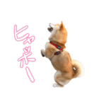 柴犬ちゃっぴー2（個別スタンプ：24）