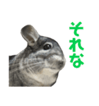 チンチラのおはぎくん まとめ2（個別スタンプ：3）