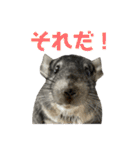 チンチラのおはぎくん まとめ2（個別スタンプ：4）