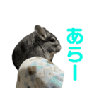 チンチラのおはぎくん まとめ2（個別スタンプ：9）