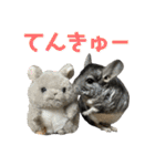 チンチラのおはぎくん まとめ2（個別スタンプ：10）