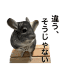 チンチラのおはぎくん まとめ2（個別スタンプ：12）