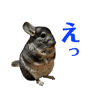 チンチラのおはぎくん まとめ2（個別スタンプ：15）